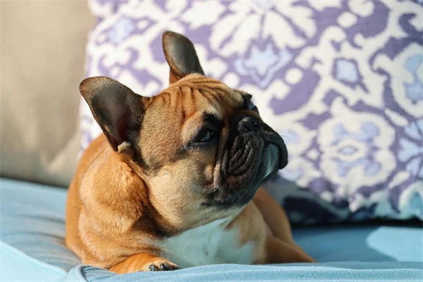 うんち処理で困らない！犬のうんちを簡単に拾う3つの秘訣