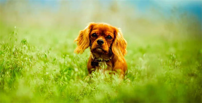 うんち処理で困らない！犬のうんちを簡単に拾う3つの秘訣