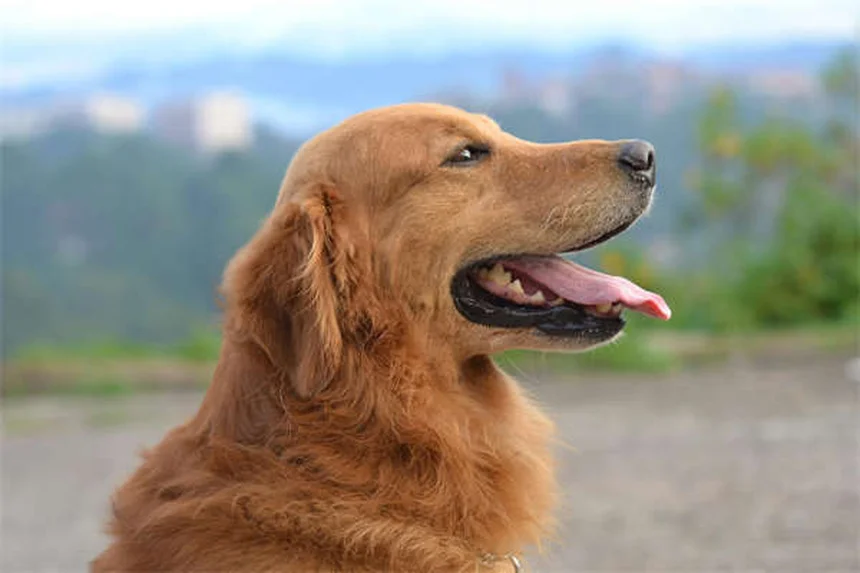 愛犬の命を守る！自宅でできる健康チェック法