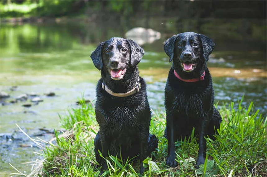 子犬の行動6つと意味を飼い主が知るべき完全解説