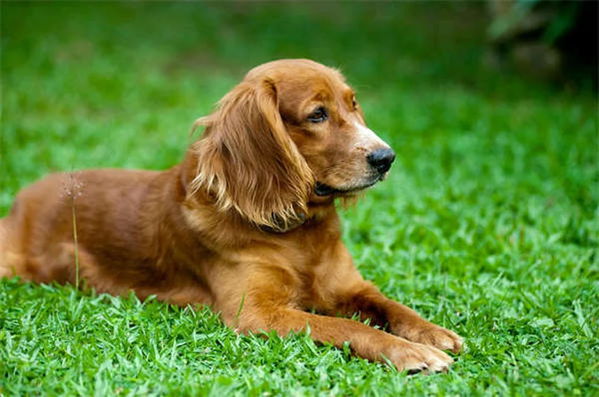 犬と猫のペニシリン治療、何が違うの？5つのポイントを解説