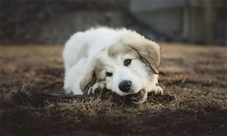 犬のライム病、症状と治療費は？長期的なケア方法も解説