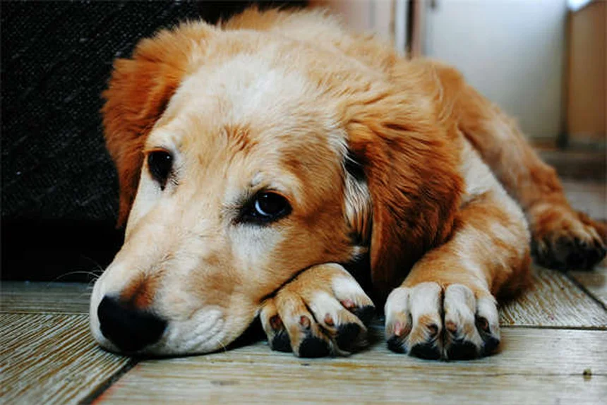 不安な犬の原因は飼い主の緊張？今日から実践できる3つの解決法