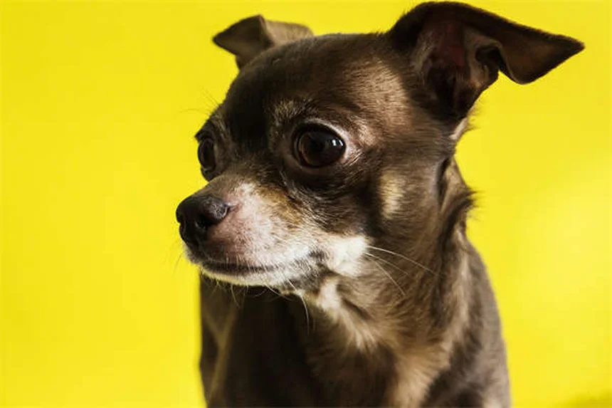 もう家で粗相しない！子犬のおしっこ問題、お悩み解決ガイド
