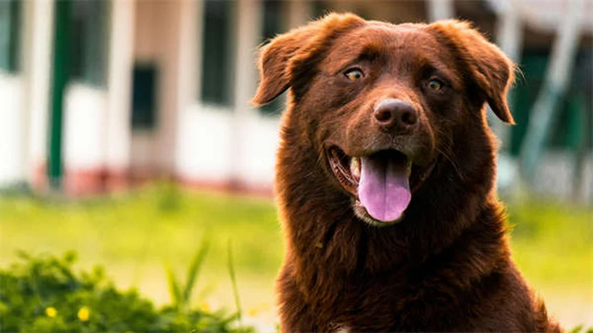 犬のノミ・ダニ駆除薬中毒、症状と対処法を徹底解説