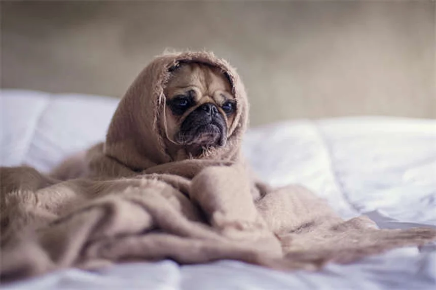 愛犬が子供を嫌う理由と正しい対策を徹底解説