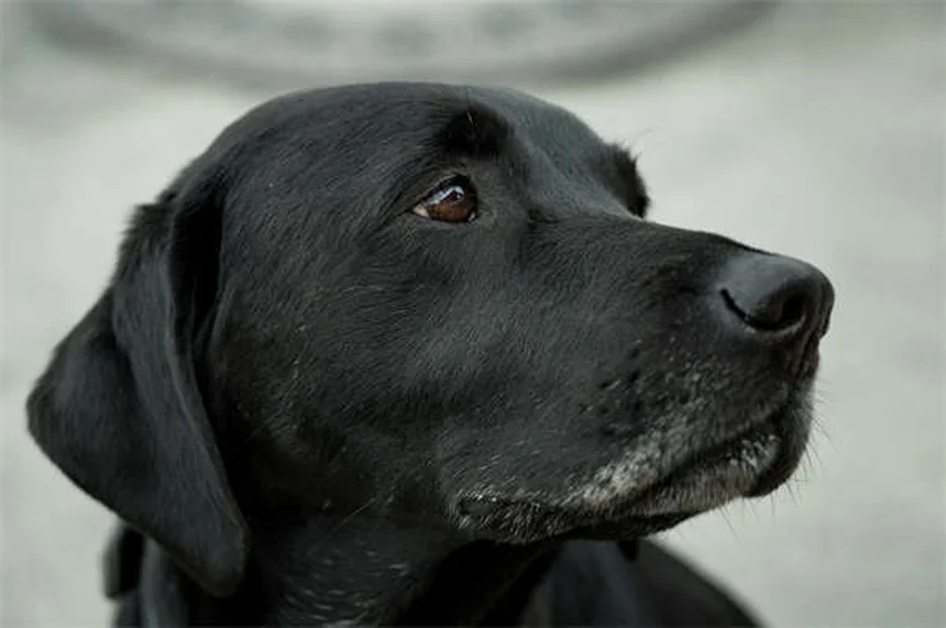 愛犬が子供を嫌う理由と正しい対策を徹底解説