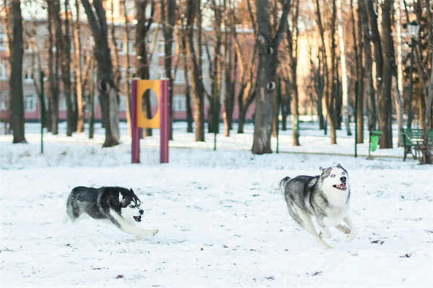 犬が双極性障害になることはない！知っておきたい5つの理由