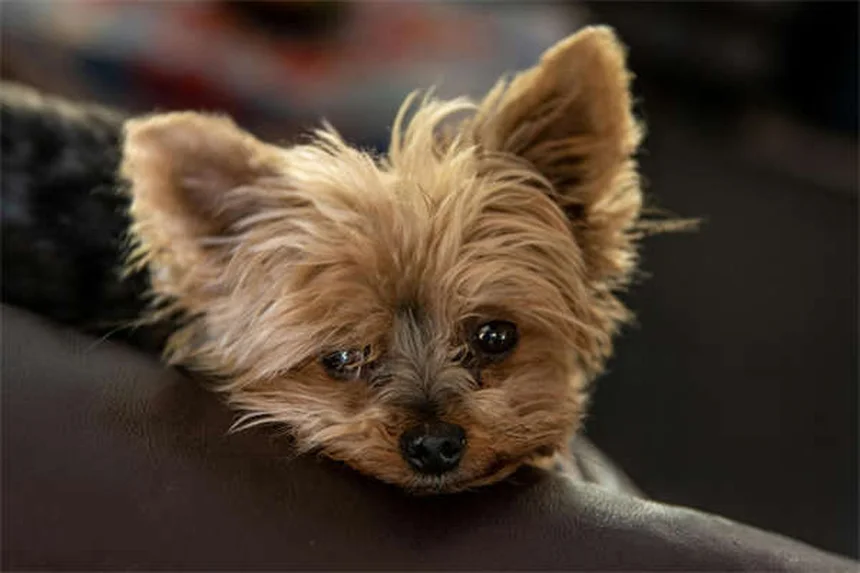 犬が双極性障害になることはない！知っておきたい5つの理由