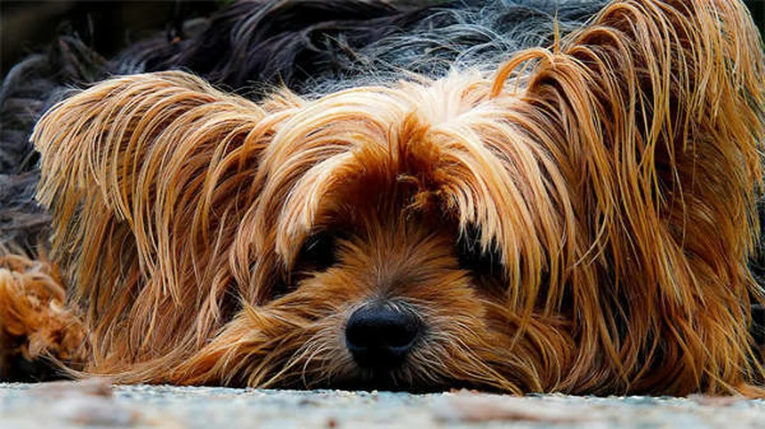 犬が双極性障害になることはない！知っておきたい5つの理由