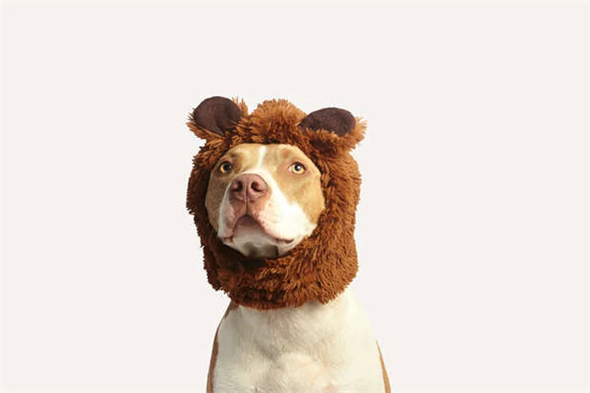 聴こえない犬の訓練方法5選｜初心者でもできる手信号とタッチのコツ