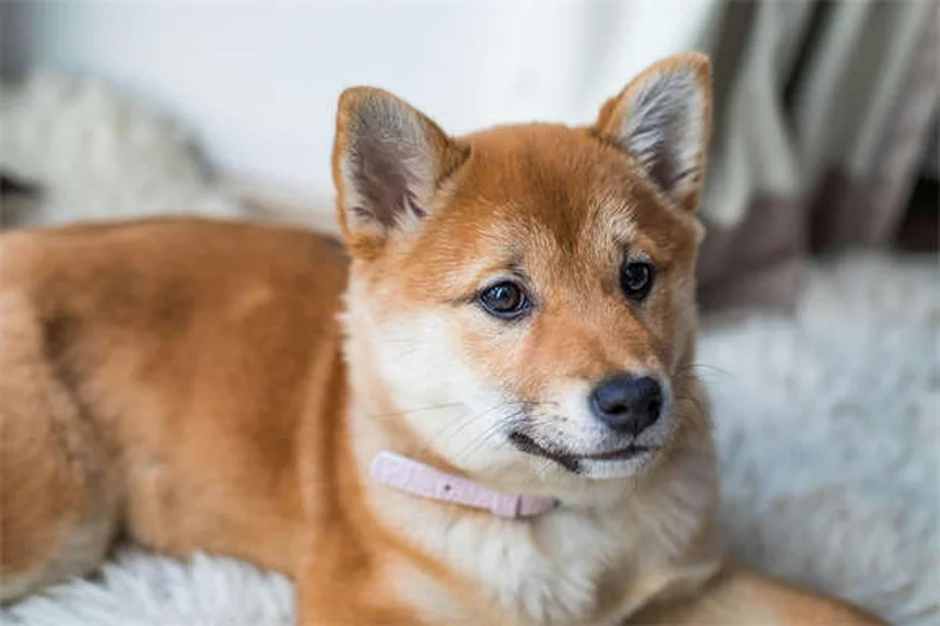 犬の下痢にイモジウムを使う前に知っておきたい5つのこと