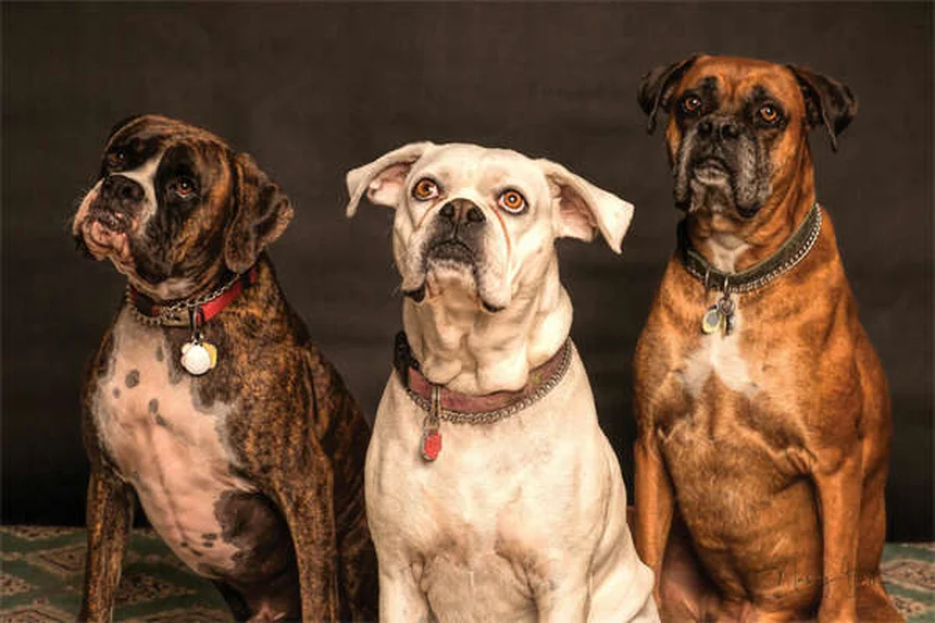 犬の泌尿器問題を早期発見！症状チェックと予防法