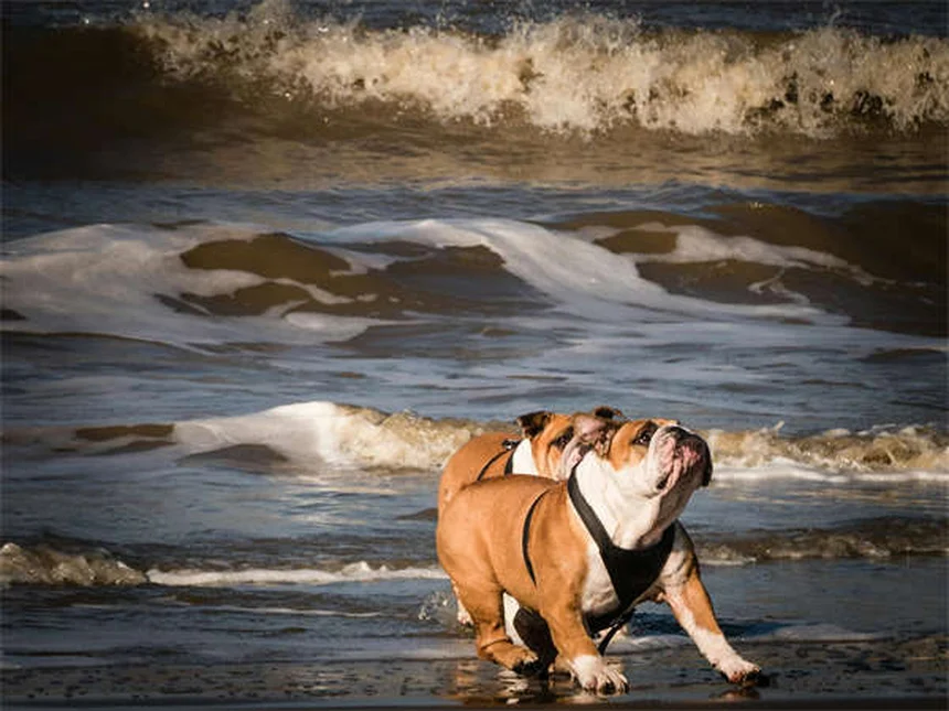 犬の泌尿器問題を早期発見！症状チェックと予防法
