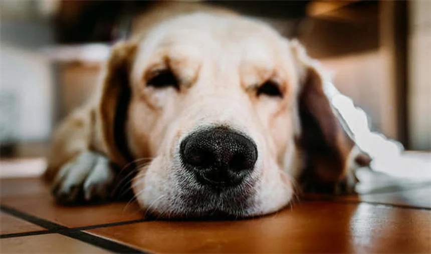 心丝虫陽性犬の引き取り、誤解と真実～後悔しない選択肢