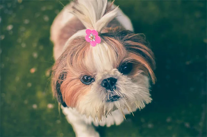犬のノミにCapstarは本当に効く？即効性と正しい使い方