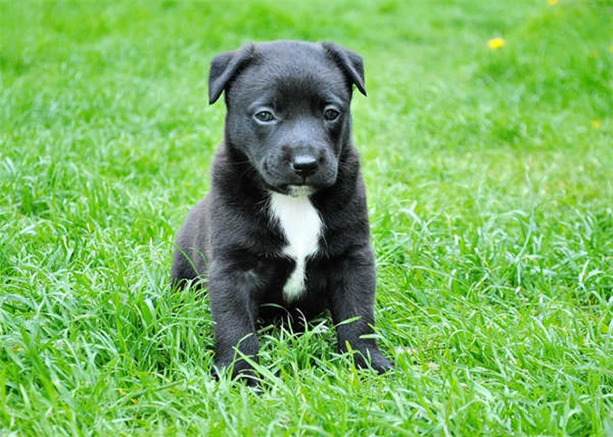 犬の舌の秘密10選！知って得する健康と愛情のサイン