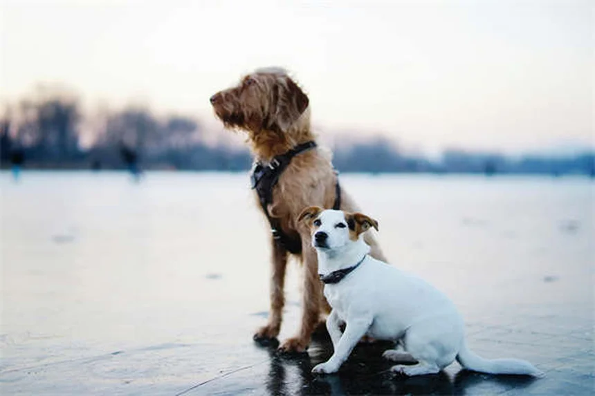 愛犬の満腹感を保つ5つの科学的テクニック