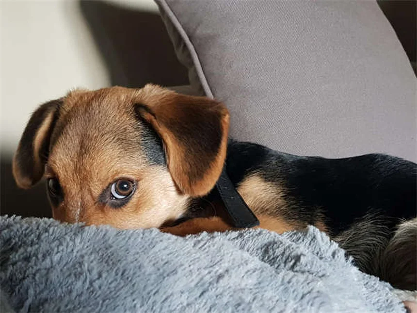愛犬の満腹感を保つ5つの科学的テクニック
