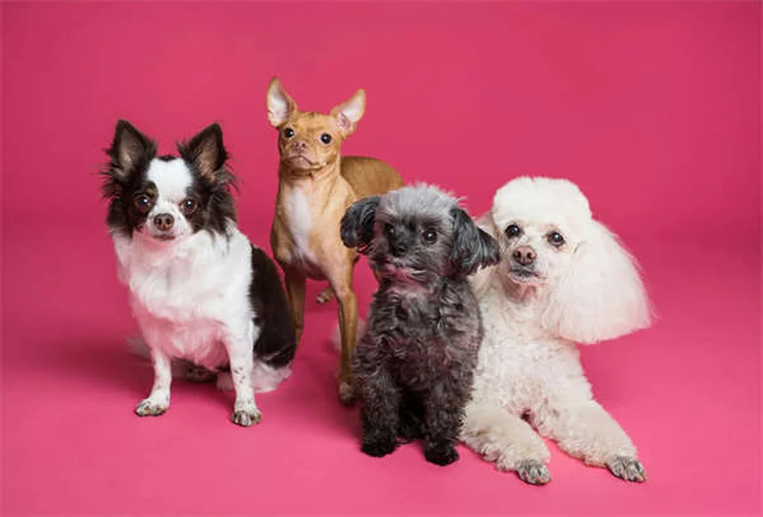 犬の気持ちまるわかり！幸せな犬が見せる13のサインと幸せのコツ
