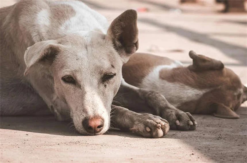 獣医師が警告！犬猫のノミダニに効かない家庭療法11選