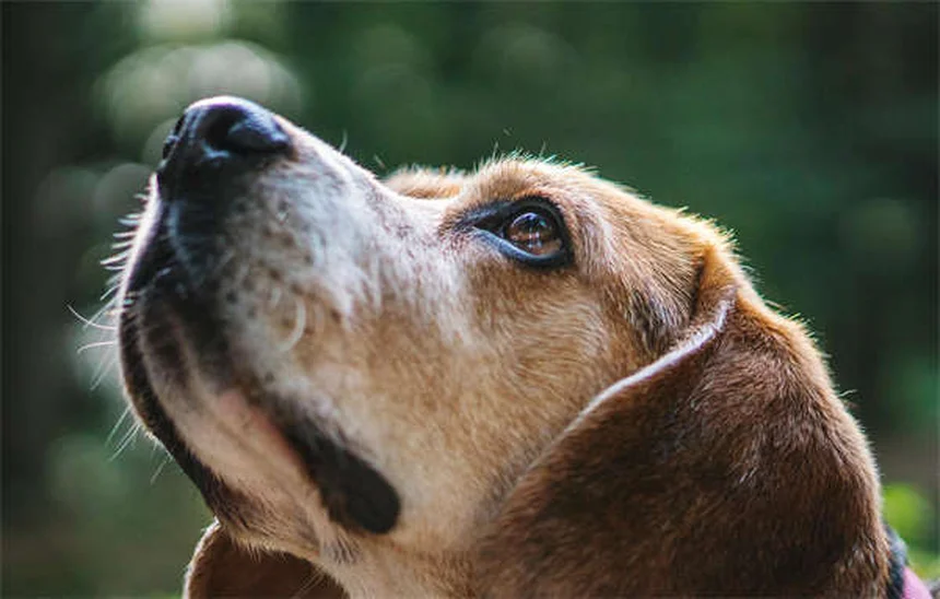 獣医師が警告！犬猫のノミダニに効かない家庭療法11選