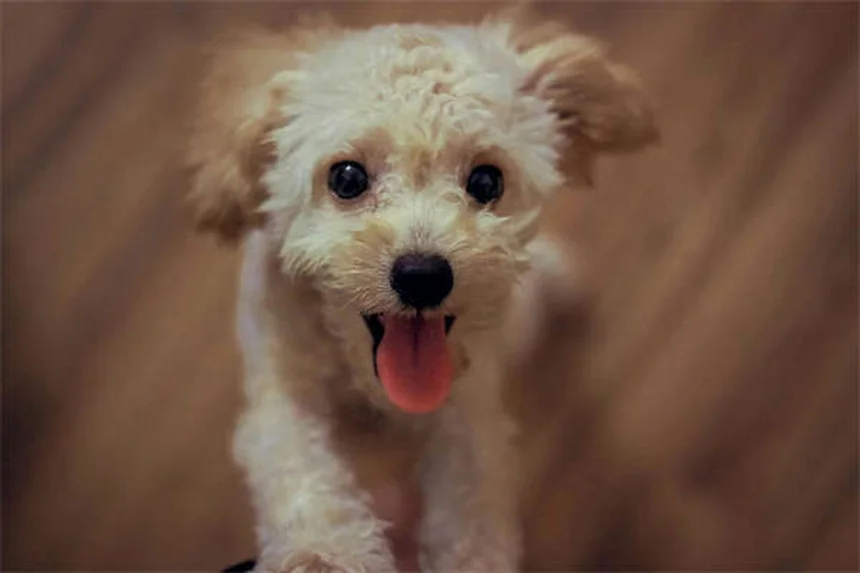 介助犬vs情緒サポートアニマルvsセラピードッグの違いを簡単解説