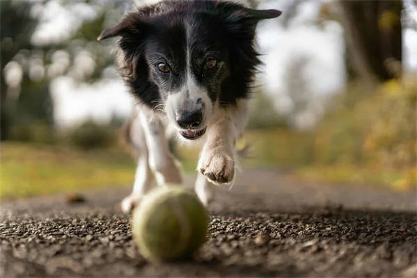 Benadrylは犬の不安に効く？獣医師が解説する効果とリスク