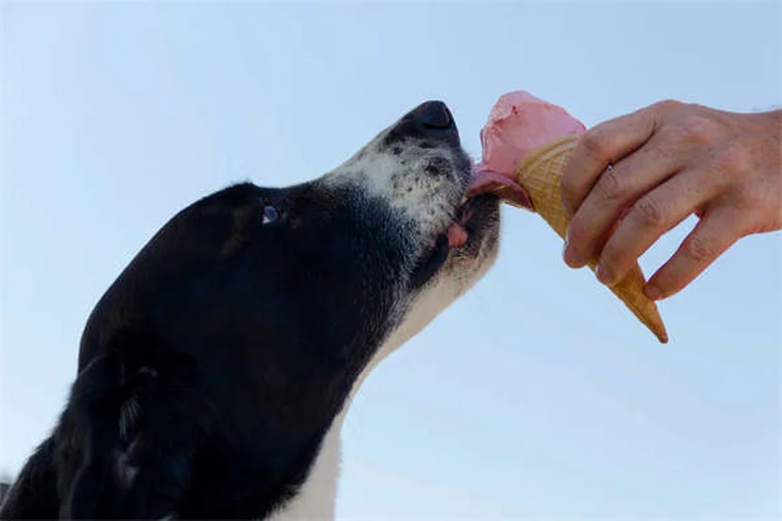 犬の薬、経口薬と外用薬どっちがベスト？獣医師が教える選び方