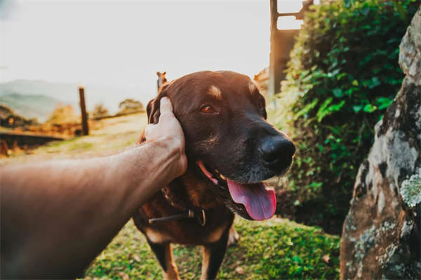 犬の薬、経口薬と外用薬どっちがベスト？獣医師が教える選び方